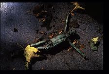 lachaise68